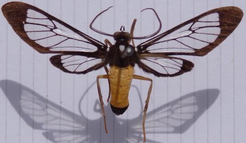 Réf. 243 522 : Cosmosoma sp.